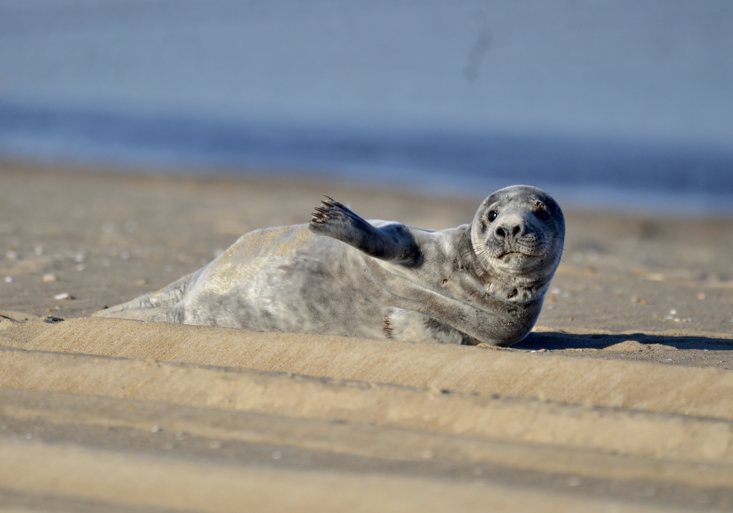 Screenshot 2025-02-26 at 8.35.13 AM (1)